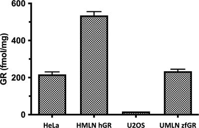 A comparative study of human and zebrafish glucocorticoid receptor activities of natural and pharmaceutical steroids